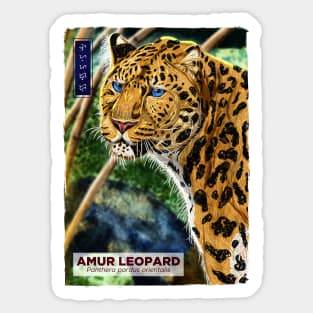 Amur Leopard - White Sticker